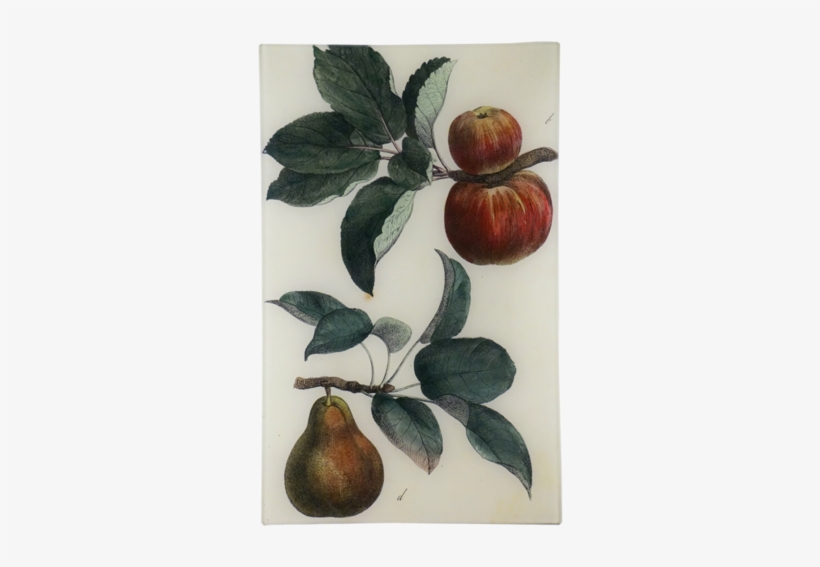 Apples - Apple, transparent png download