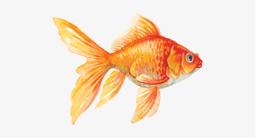 The Arts Image Pbs - Goldfish Clipart, transparent png download
