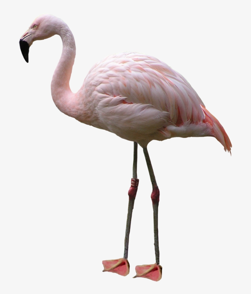 Best Free Flamingo Icon Clipart - Transparent Flamingo Png, transparent png download
