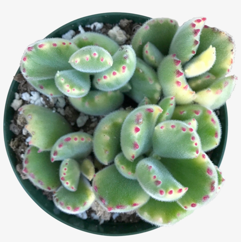 Variegated Bear Paw - Bear, transparent png download