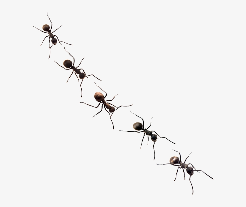 Ants - Membrane-winged Insect, transparent png download