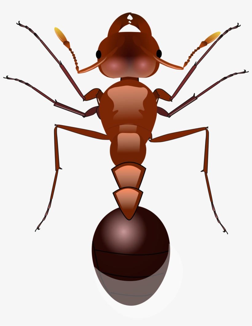 Ant, transparent png download