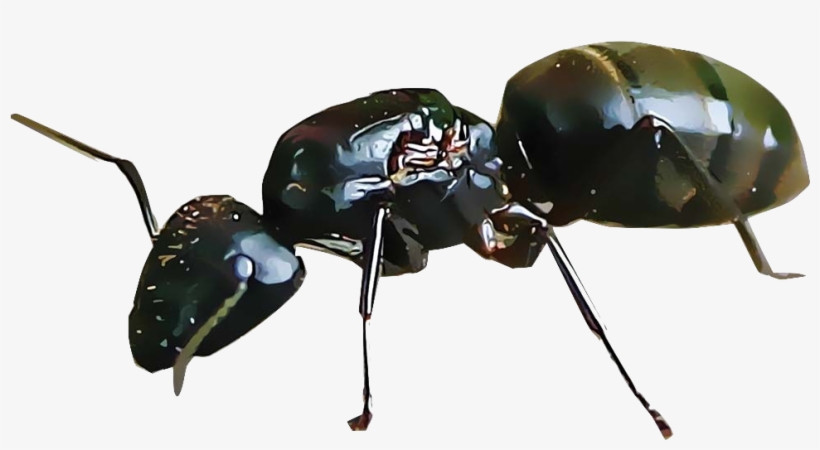 Ants - Dung Beetle, transparent png download