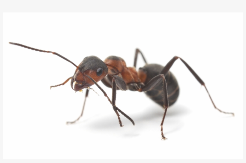 Ant Facts - Myror Sverige, transparent png download
