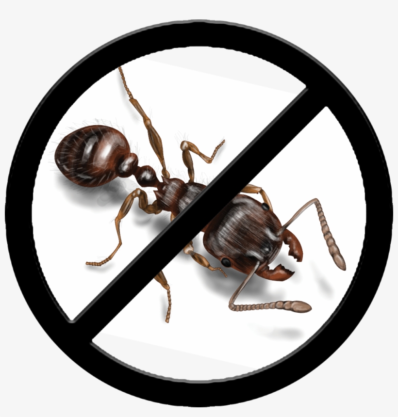 Ants Control - No Unpasteurized Milk, transparent png download