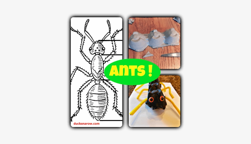 Ants - Ant Body Parts, transparent png download