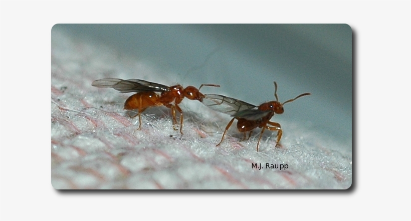 Winged Adults Of Citronella Ants Sometimes Emerge Inside - Citronella Ant, transparent png download