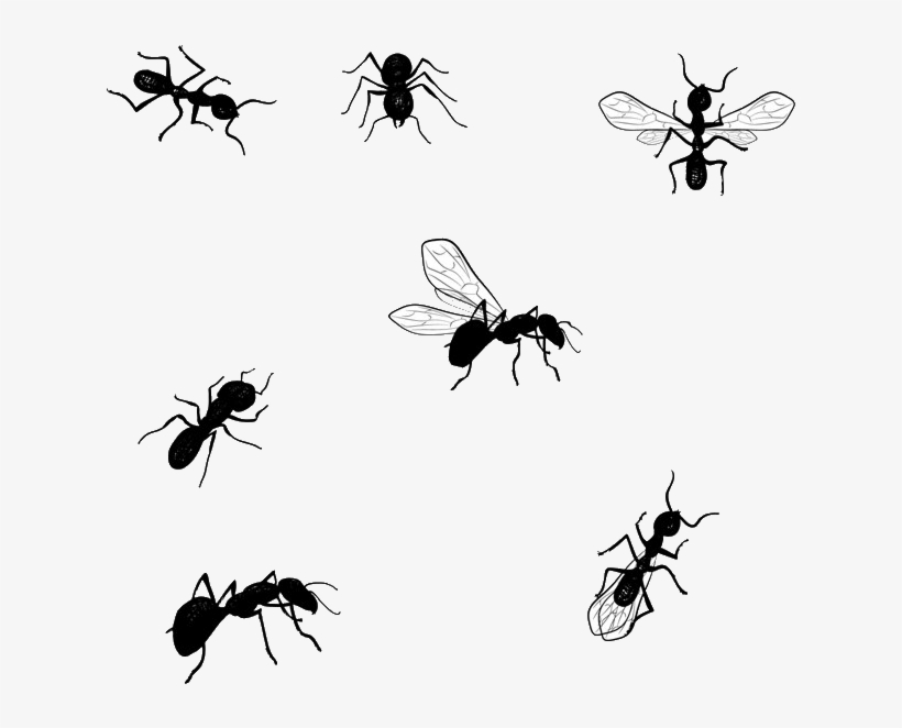 Jiminey Kricket Exterminating Ants - Desenho Formiga, transparent png download