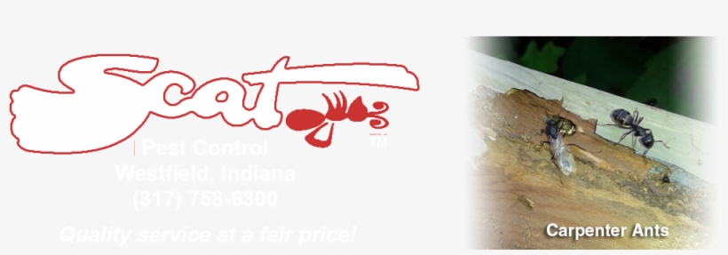 5-carpenter Ants - Carpenter Ant, transparent png download