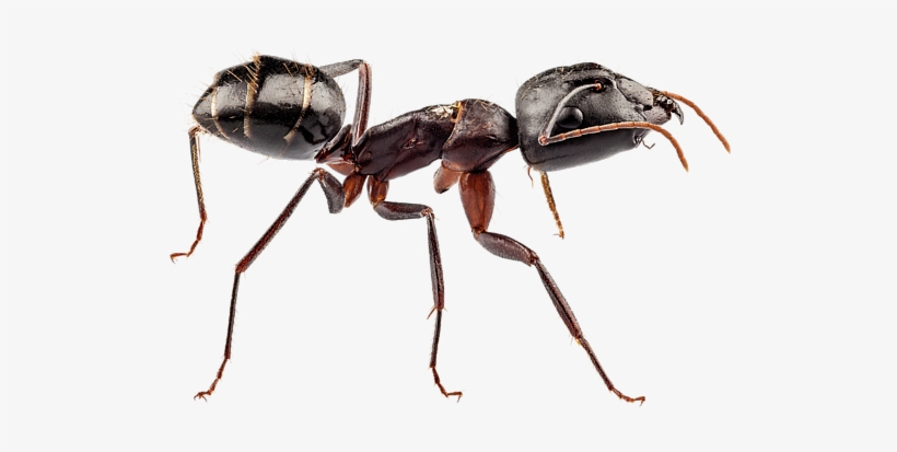 Bleed Area May Not Be Visible - Ant Large, transparent png download