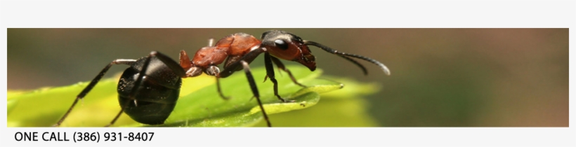 Some Common Ant Pests - Ants By Julie Murray 9781616134815 (hardback), transparent png download