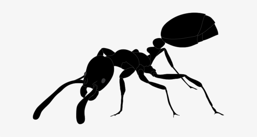 Ant Evolution And Symbioses - Megalomyrmex, transparent png download