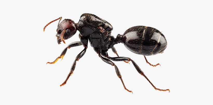 Bleed Area May Not Be Visible - Ant Definition, transparent png download