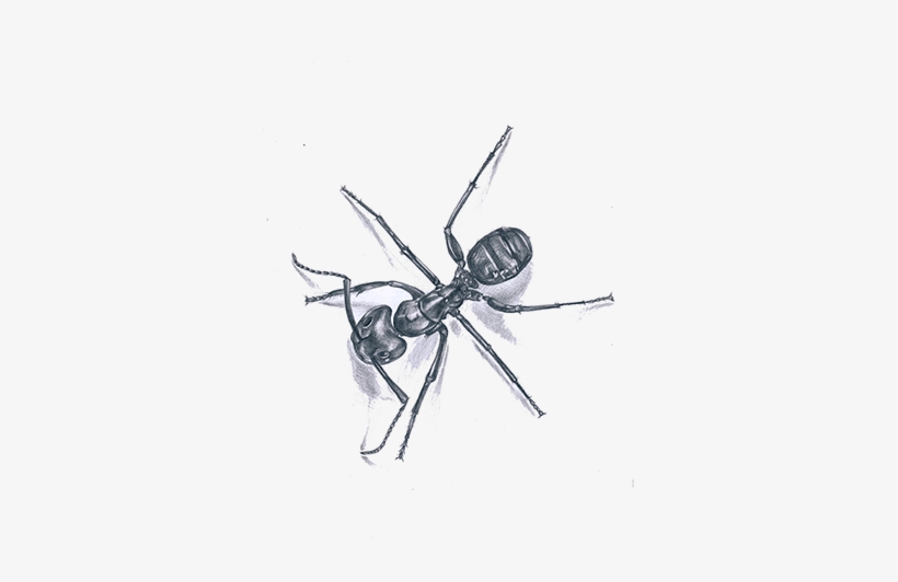Ant, transparent png download