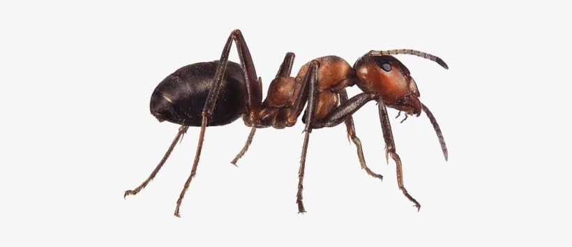 Thank You To Our Muses - Ant, transparent png download