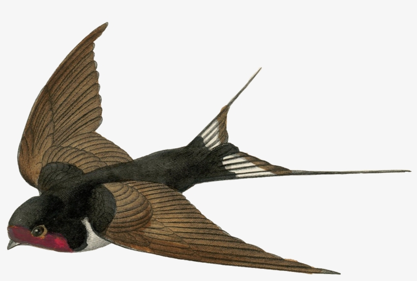 Transparent Png Fairy Cage Jpg Stock - God And Evolution: Creativity In Action [book], transparent png download