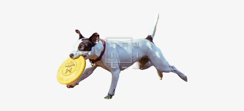 Parent Category - Dog Cut Out Png, transparent png download