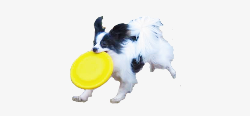 dog playing frisbee