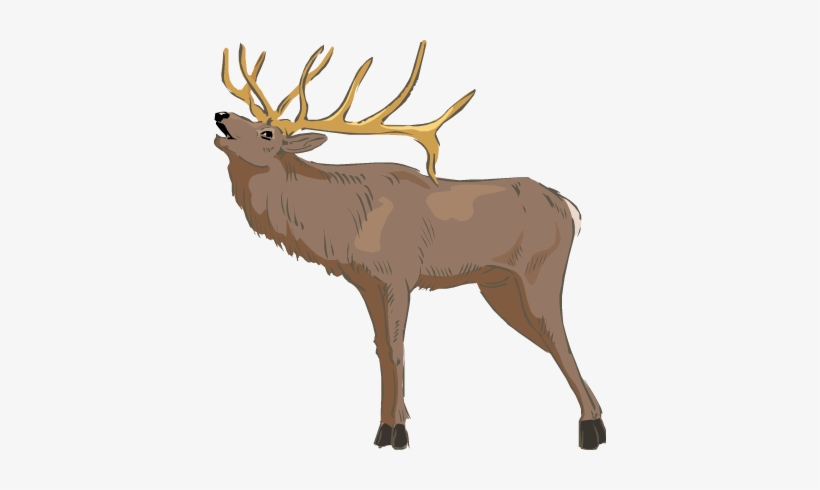 Deer, Moose, Elk And Caribou - Transparent Elk, transparent png download