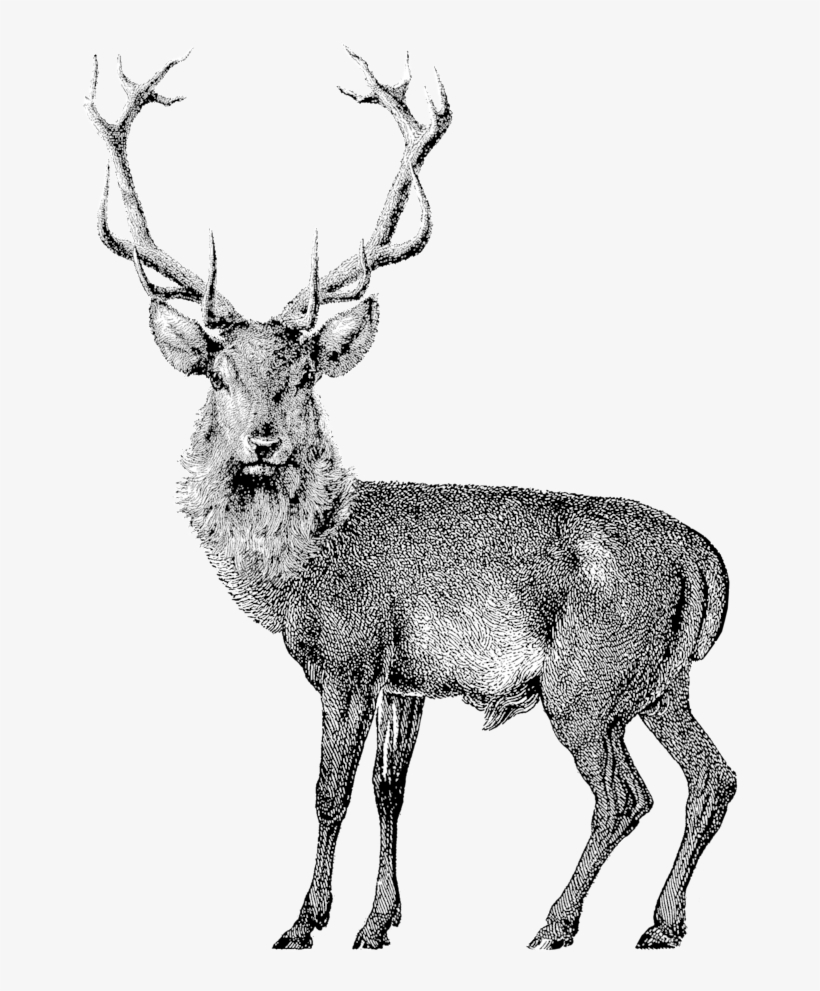 584612496 - Deer, transparent png download