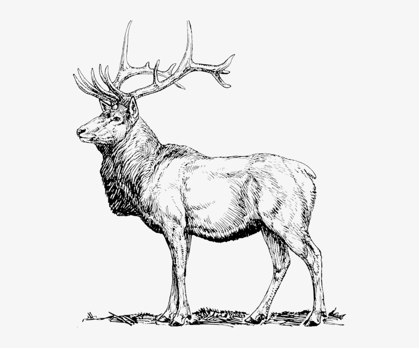 Elk Mountain - Deer Pun Samsung Galaxy S8 Slim Case, transparent png download