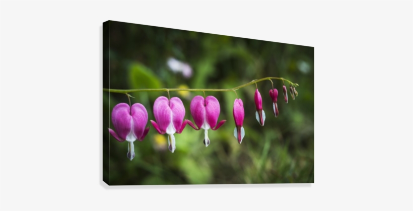 Bleeding Heart Blooms In A Garden - Bleeding Heart (lamprocapnos Spectabilis) Blooms In, transparent png download