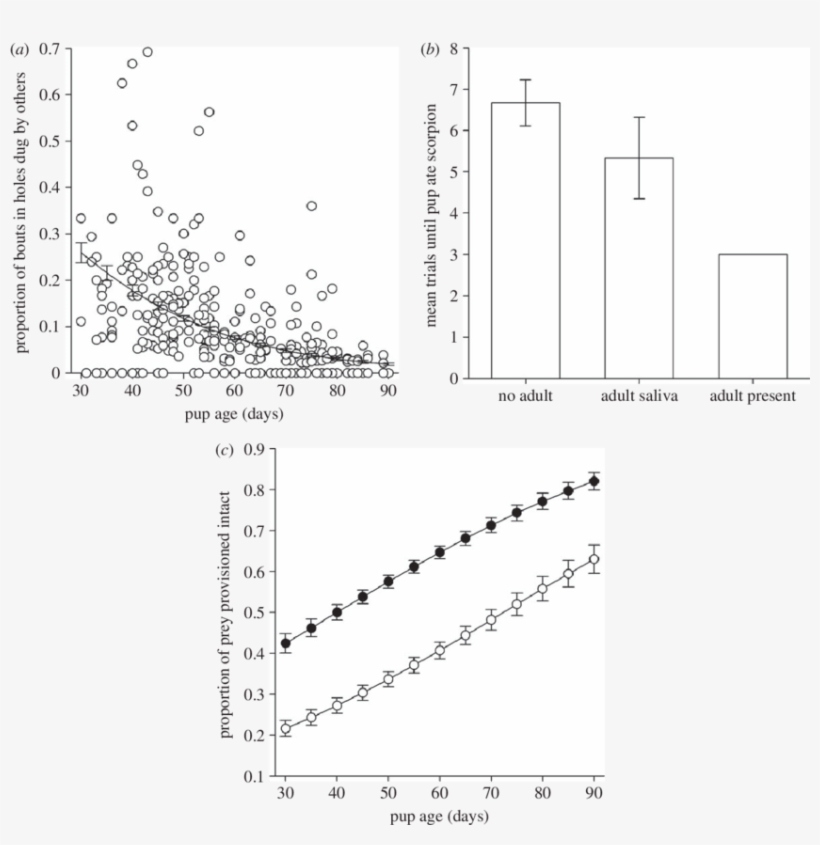 A) Young Pups Often Dig In Holes Dug By Adults. (reproduced - Prostate-specific Antigen, transparent png download
