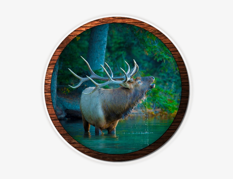 Fvwd-elk - 2015 Elk Calendar: Rocky Mountain Elk Foundation [book], transparent png download