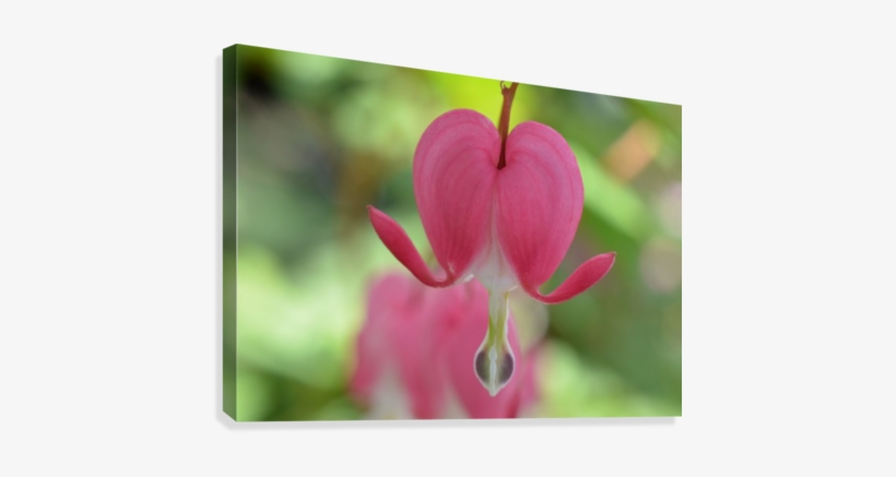 Bleeding Heart Flower Photograph Canvas Print - Canvas Print, transparent png download
