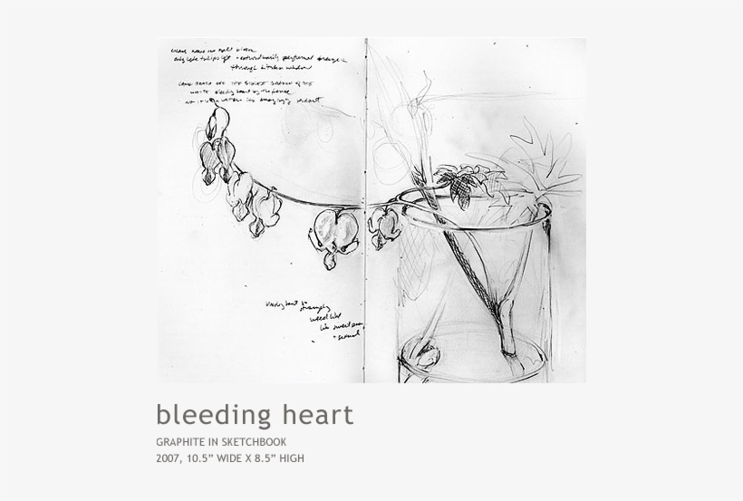 Bleedingheart - Sketch, transparent png download