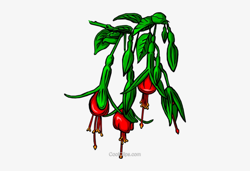 Bleeding-heart Flower Royalty Free Vector Clip Art - Clip Art, transparent png download