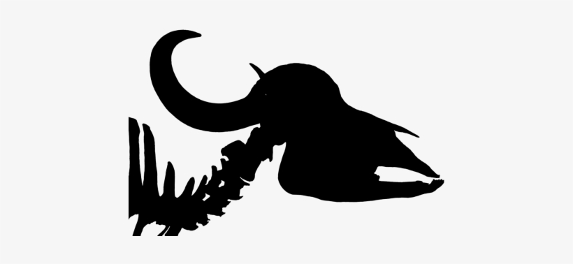 Cattle Buffalo,syncerus Caffer,buffalo,horn - Skull, transparent png download