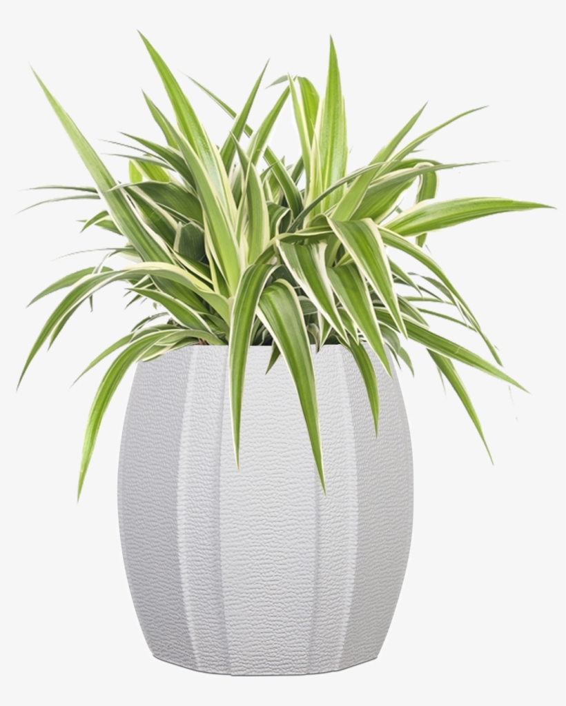 Capi Lux Arc Indoor - Planten Graslelie/zebragras (chlorophytum Comosum 'ocean'), transparent png download