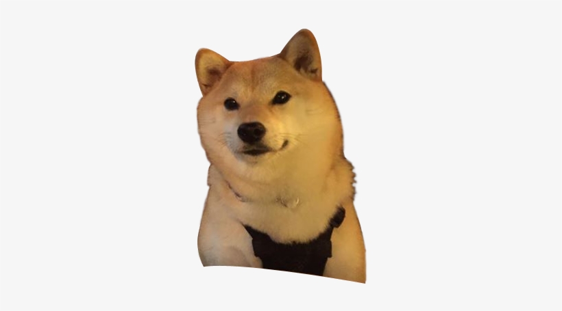 Doge Png - Photo - 我 一个 人 走 走 停 停, transparent png download