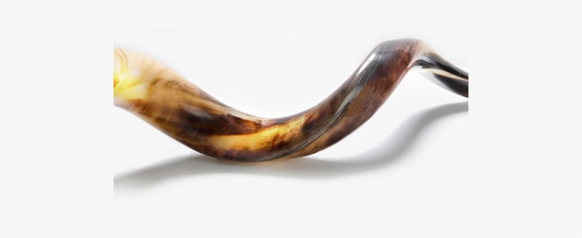Driftwood, transparent png download