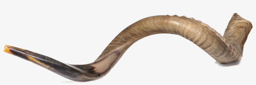 De Antilope - Produtos Israel, transparent png download
