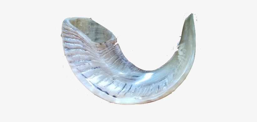 Litopenaeus Setiferus, transparent png download