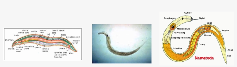 Picture - Display Device, transparent png download