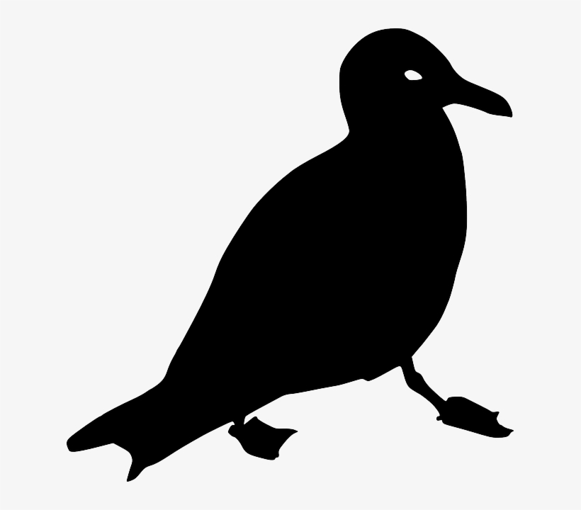 Seagull, Crow, Animal, Bird, Silhouette, Black - Racek Silueta, transparent png download
