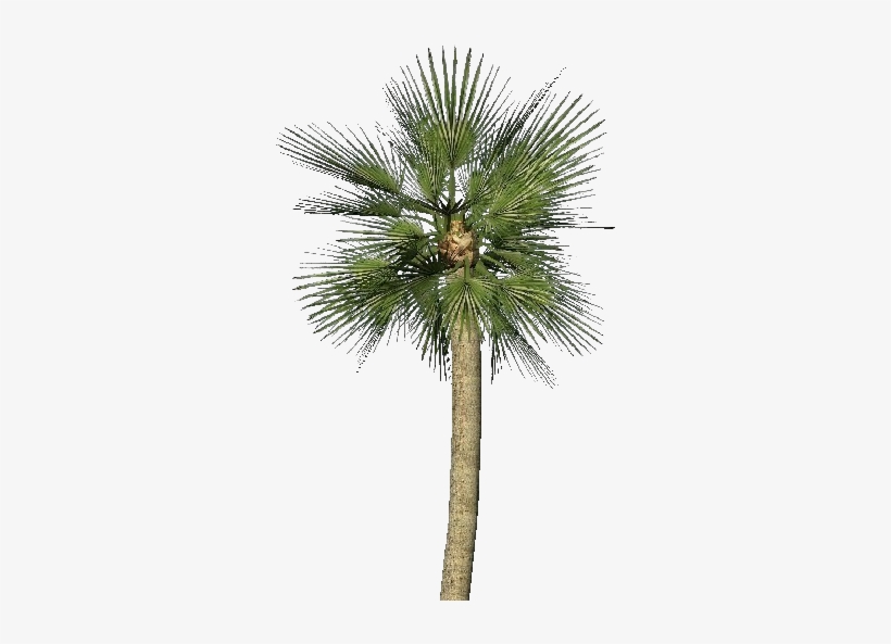 Go To Image - Small Palm Tree, transparent png download