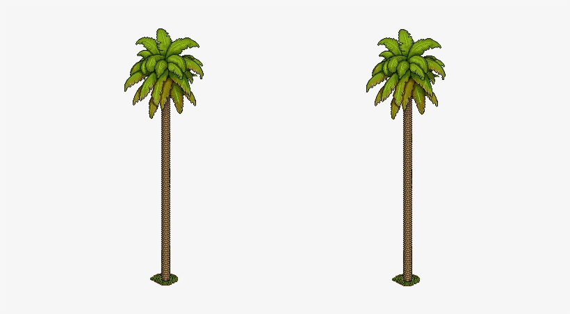 Palmeras - Sabal Palmetto, transparent png download