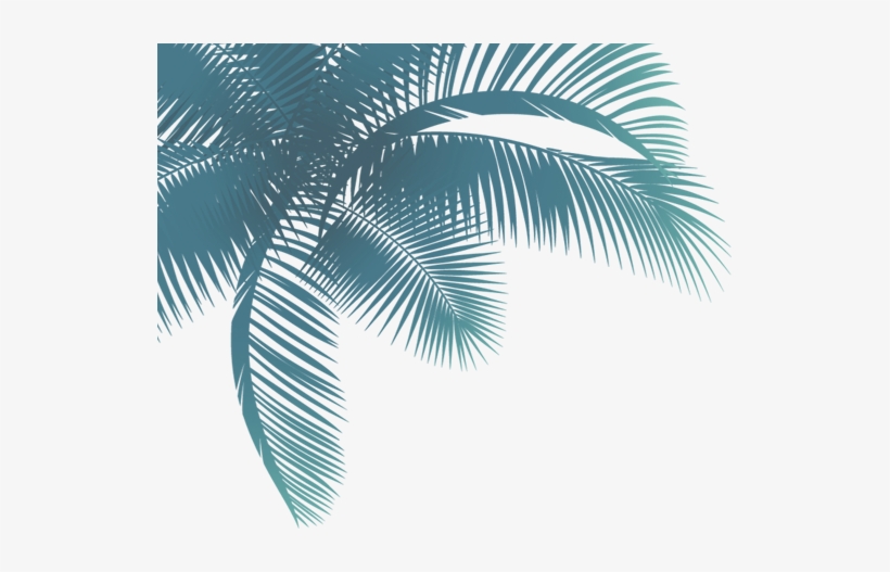Palmera Png - Palm Trees, transparent png download