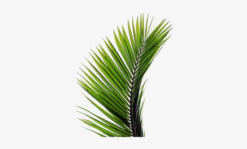 Todos Los Derechos Reservados - Palma De Domingo De Ramos, transparent png download