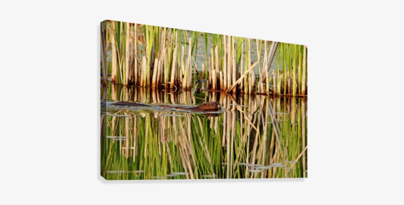 Muskrat And Cattails Canvas Print - Artist, transparent png download