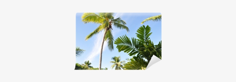 Coconut, transparent png download