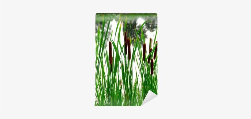 Photography, transparent png download