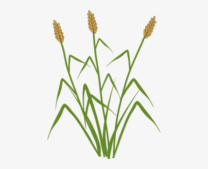 Cattails Vector - Typha Sp, transparent png download