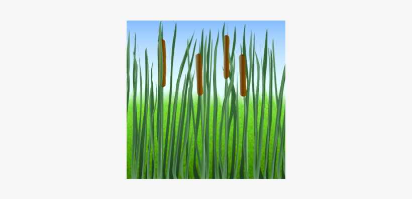 Cattail - Grass, transparent png download