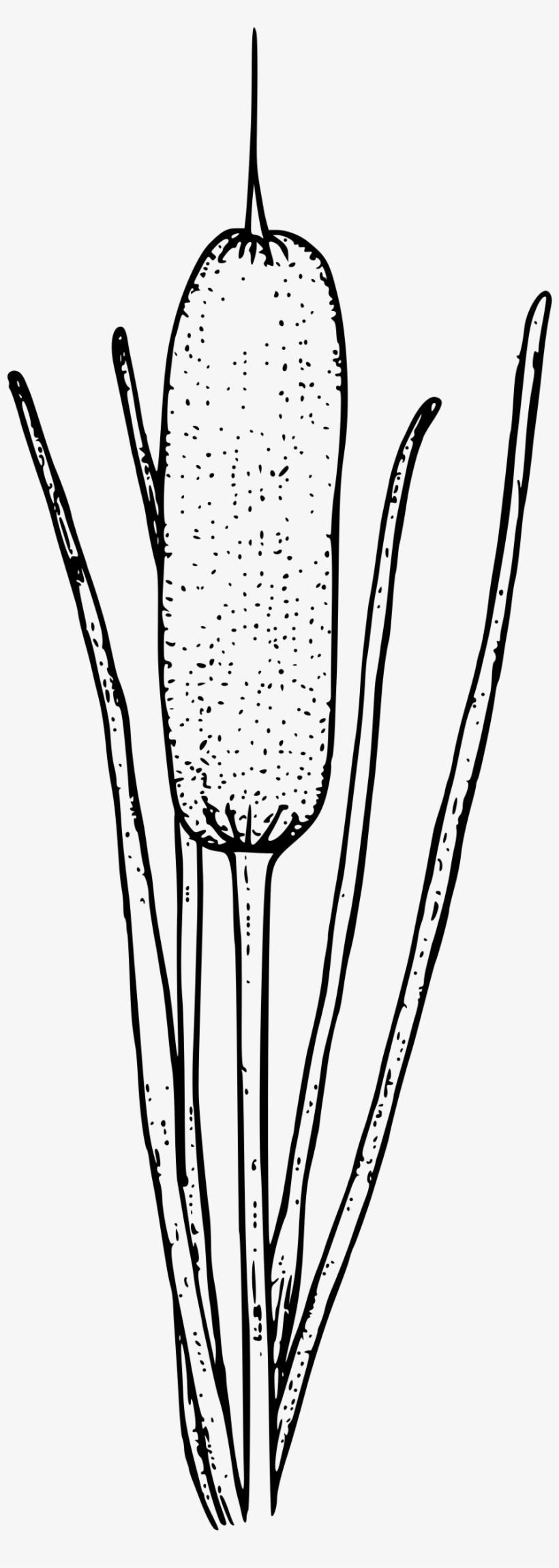 This Free Icons Png Design Of Common Cattail, transparent png download