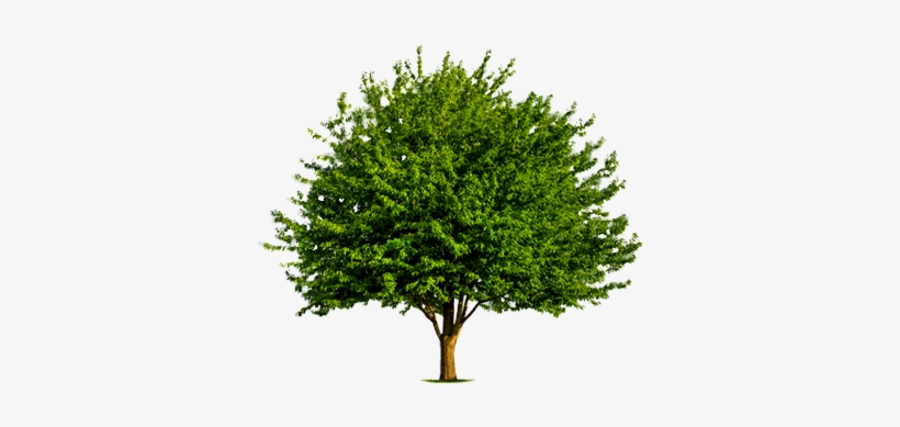 Read More - Arbol Hermosas Fondo Blanco, transparent png download